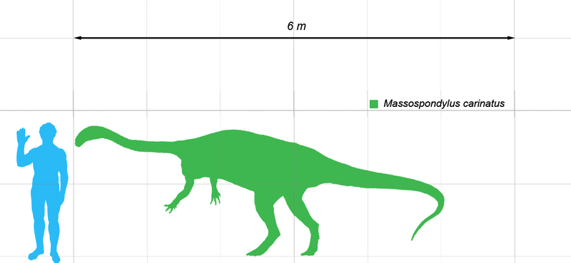 File:Massospondylus scale.png