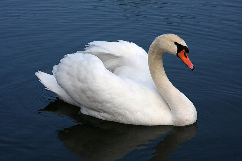 File:Mute swan Vrhnika.jpg