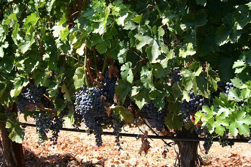 File:Napa Vineyard.jpg