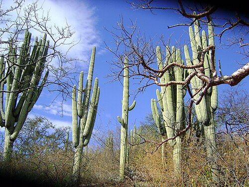 Plants in habitat near San Juan De Los Cues, Oaxaca