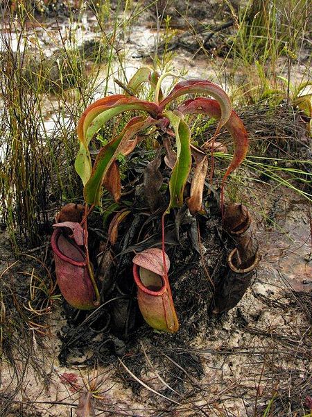 File:Nepenthes rowanae1.jpg