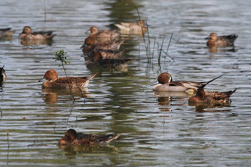 File:NorthernPintailDucks-Vedanthangal.jpg