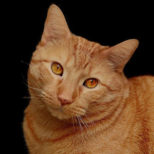 File:Orange tabby cat-932269.jpg