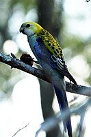 Pale-headed Rosella