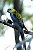 Pale-headed Rosella