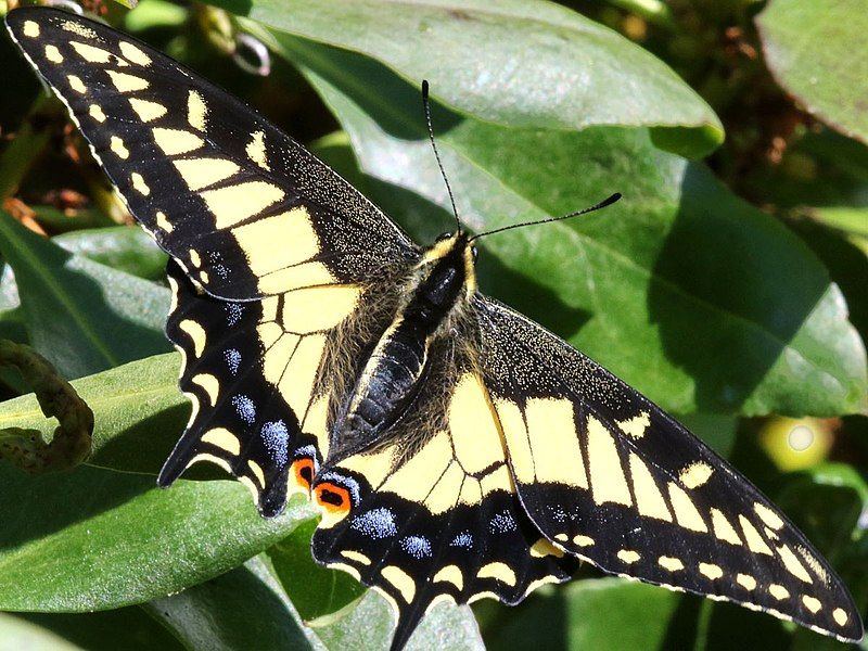 File:Papilio zelicaon-female.jpg