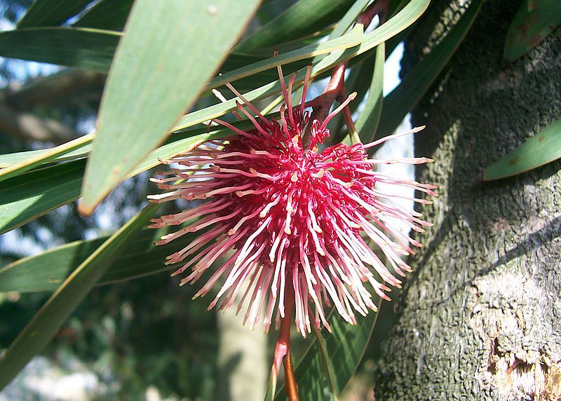 File:Pincushion hakea02.jpg