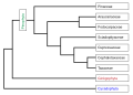 Image 28Phylogeny of the Pinophyta based on cladistic analysis of molecular data. (from Conifer)