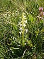 Platanthera bifolia