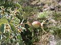 Rosa abietina fruit