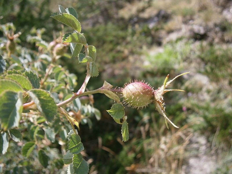 File:Rosa abietina 02.JPG