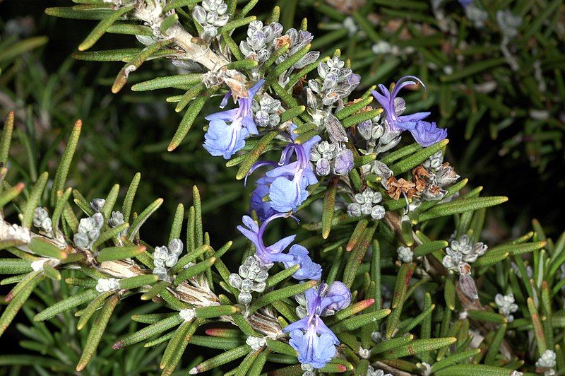 File:Rosemary (390002797).jpg