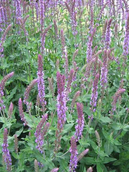 File:Salvia nemorosa02.jpg