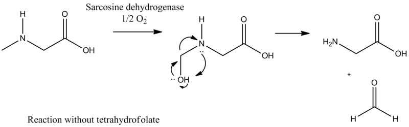 File:Sarcosine Mechanism.png