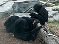 Siamangs01