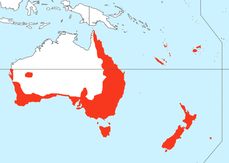 File:Silvereye range.png