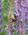 8 Trichostema? Certainly Lamiaceae its a Salvia, most likely Salvia pratensis, out of haematodes.