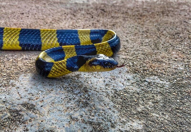 File:The Banded Krait.jpg