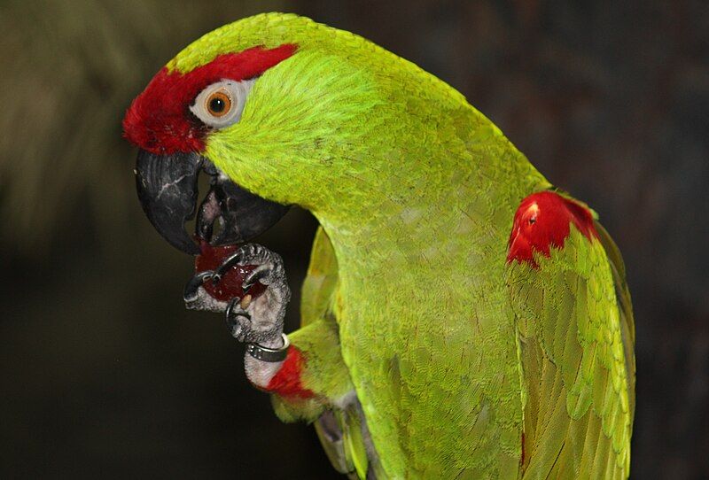 File:ThickBilledParrot3 CincinnatiZoo.jpg