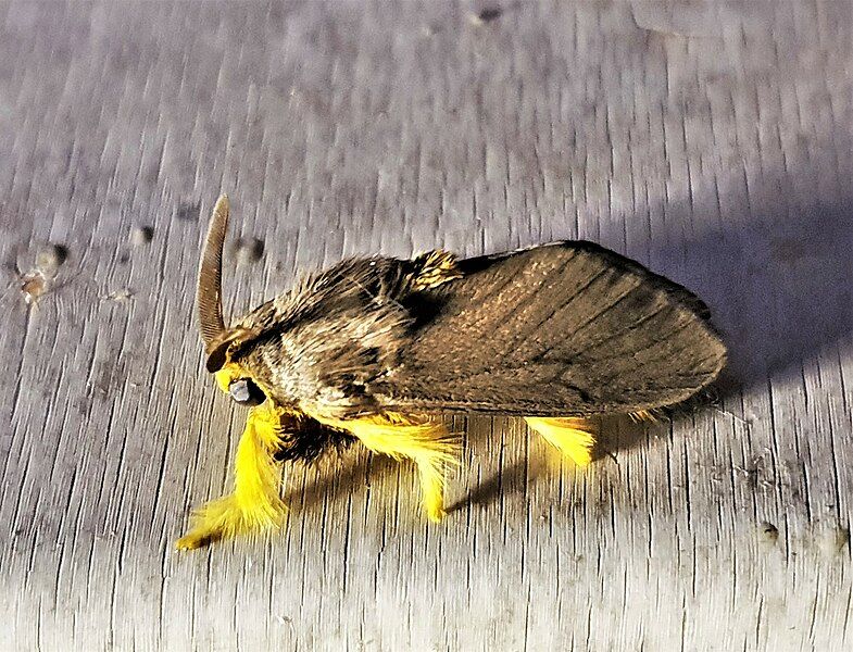 File:Trosia pellucida.jpg