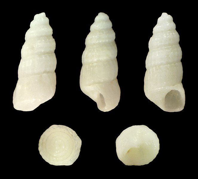 File:Turbonilla textilis 01.jpg