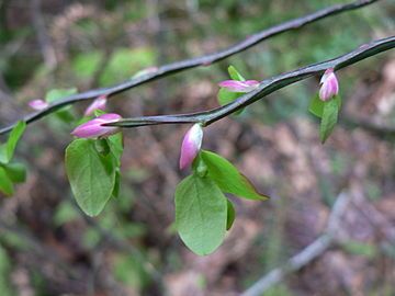 Fresh leaves and buds