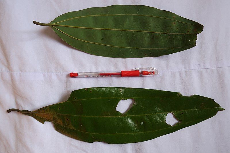 File:Vietnam cinnamon trees.jpg