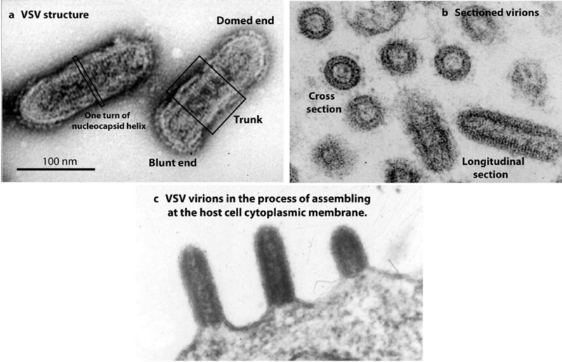 File:Viruses-02-00995-g001.png