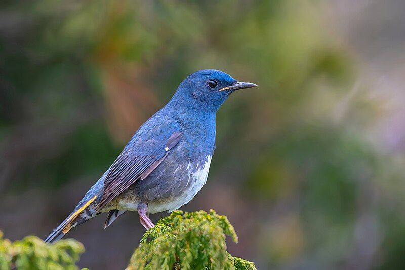 File:WHITE-BELLIED-REDSTART-SINTHAN-TOP.jpg