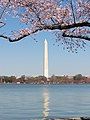 Washington Monument underneath a cherry blossom