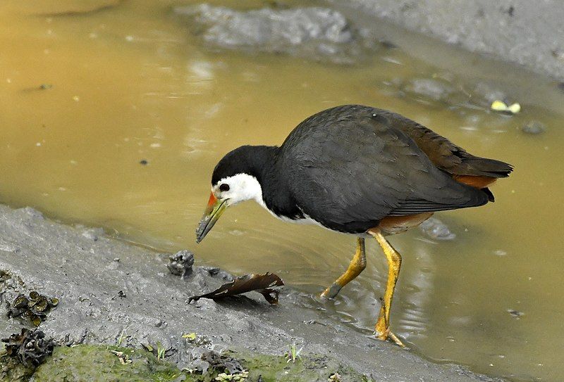 File:White-breasted Waterhen AMSM4808.jpg