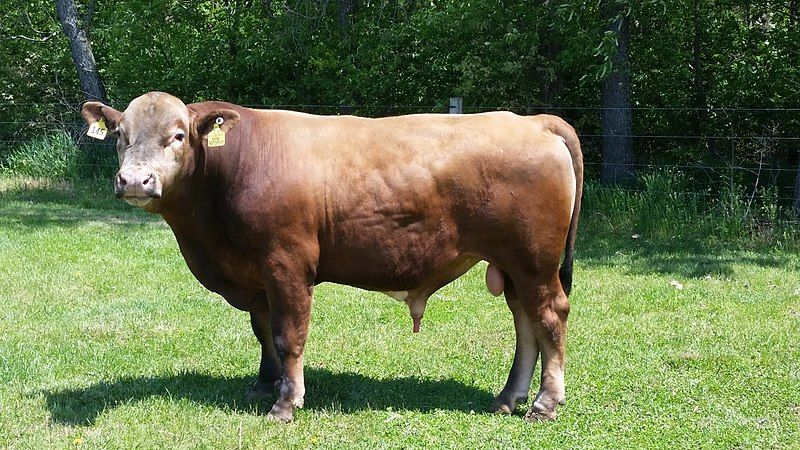 File:XJ-B1 Beefalo.jpg