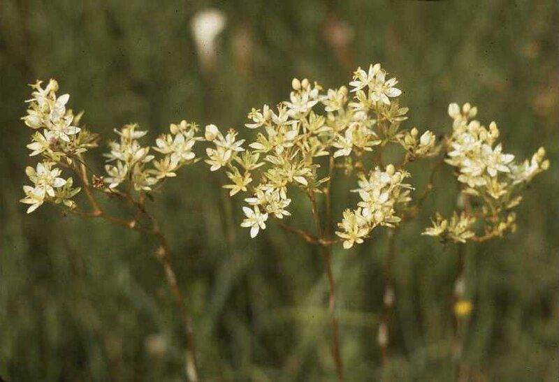 File:ZigadenusGlaberrimus.jpg