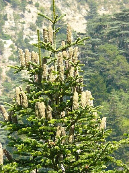 File:Abies cilicica close-up.jpg