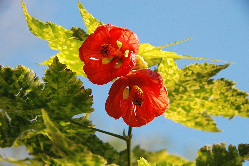 File:Abutilon megapotamicum02.jpg