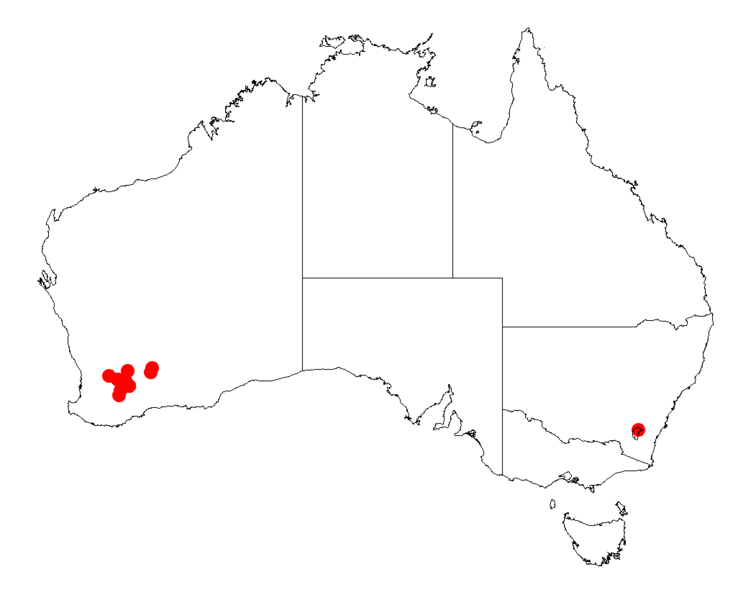 File:Acacia inophloiaDistMap466.png