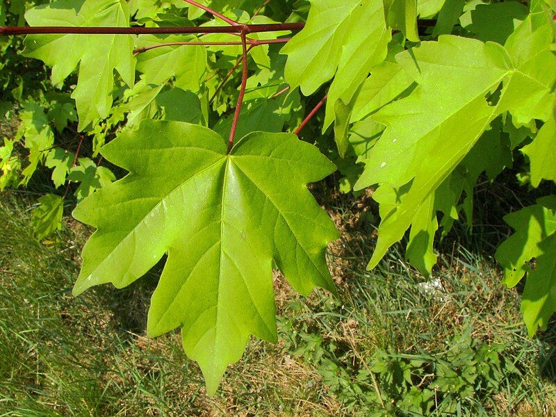 File:Acer campestre 008.jpg