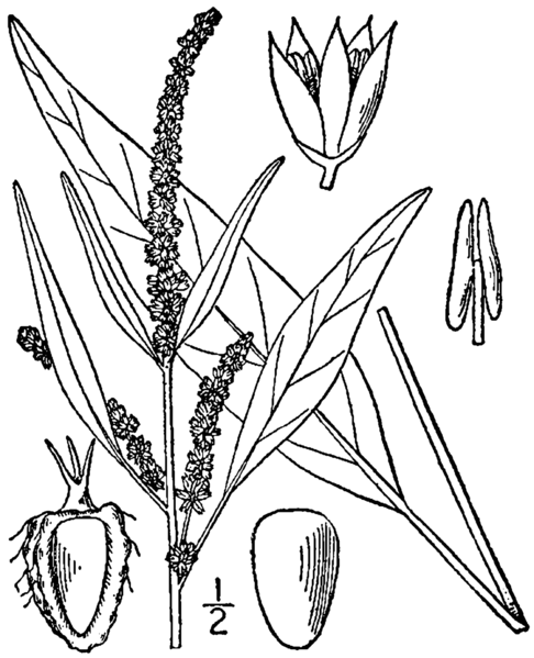 File:Amaranthus cannabinus BB-1913.png