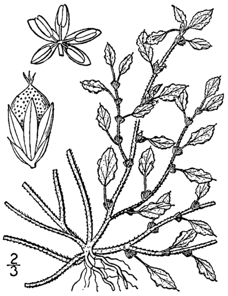 File:Amaranthus crispus BB-1913.png