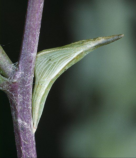 File:Anthocharis cardamines 17.jpg