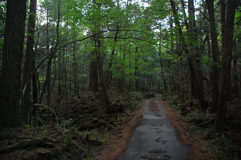 File:Aokigahara 05.jpg