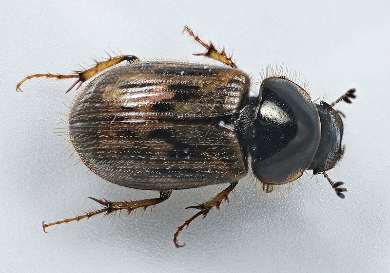 File:Aphodius contaminatus (31109969708).jpg