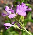 Arabis blepharophylla