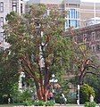 An arbutus tree