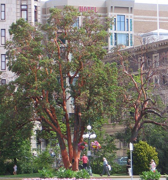 File:Arbutus Victoria.jpg