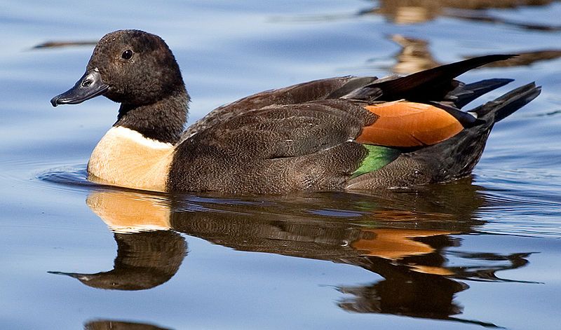 File:AussieShelduck.jpg