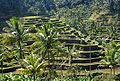 Image 53Example of rice terraces in Indonesia (from History of Indonesia)