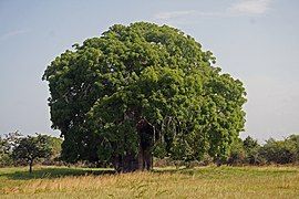 File:Baobab Adansonia digitata.jpg (2014-06-08)