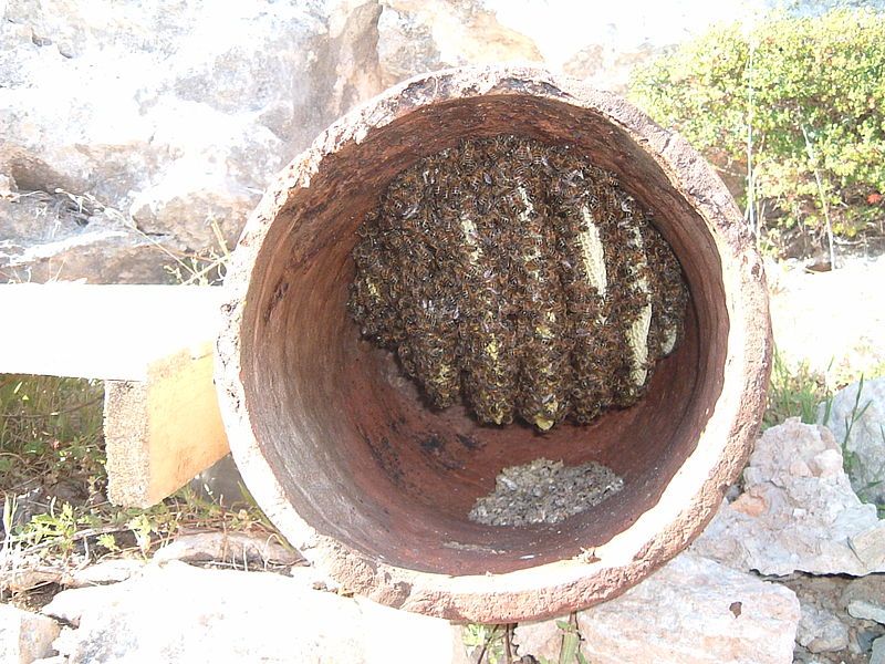 File:Beekeeping in Malta.JPG