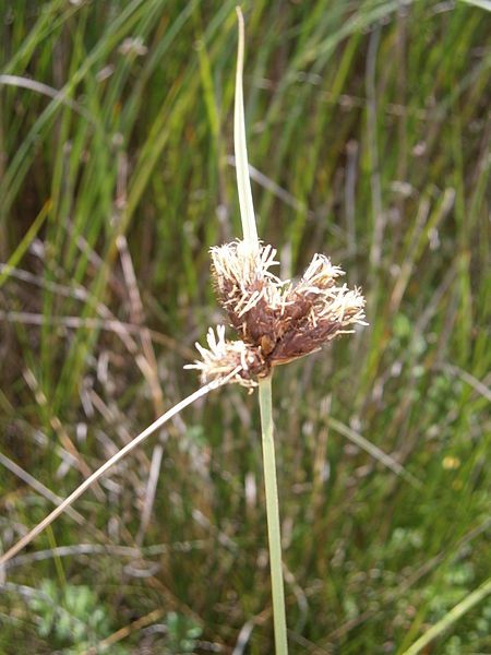 File:Bolboschoenus maritimus 001.JPG